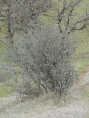 Ceanothus cuneatus cuneatus