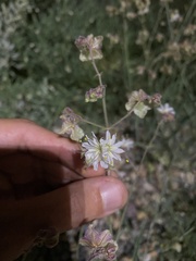 Mirabilis linearis linearis