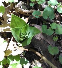 Sarcoglottis schaffneri