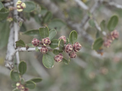 Ceanothus cuneatus cuneatus