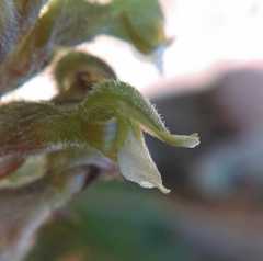 Sarcoglottis schaffneri