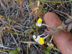 Triphysaria eriantha