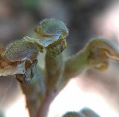 Sarcoglottis schaffneri