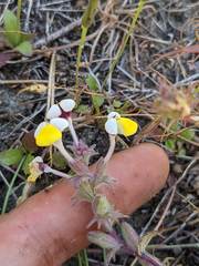 Triphysaria eriantha