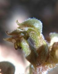 Sarcoglottis schaffneri