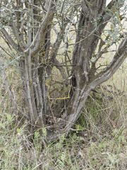 Ceanothus cuneatus cuneatus
