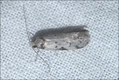 Philobota iphigenes
