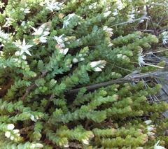 Sedum moranense