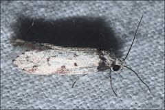 Philobota iphigenes
