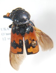 Nicrophorus marginatus