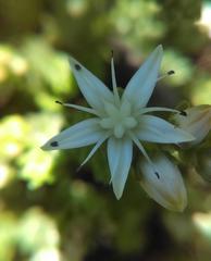 Sedum moranense