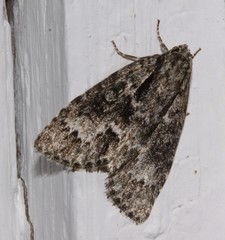 Acronicta fragilis