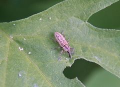 Lixus scrobicollis