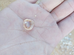 Siphonaria funiculata