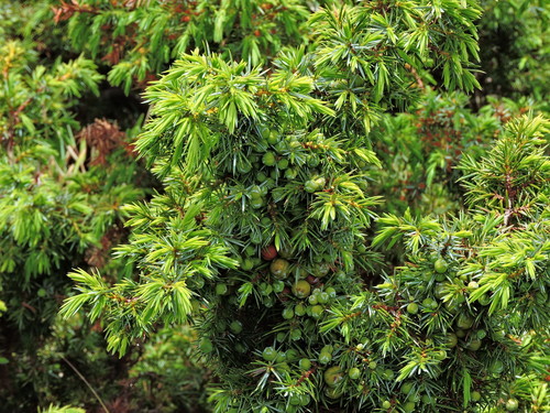 Image of Juniperus formosana by (c) Jacy Chen, some rights reserved (CC BY)