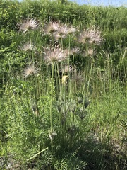 Pulsatilla vulgaris