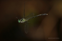 Heliogomphus selysi