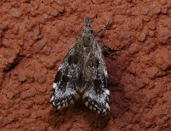 Eido trimaculella