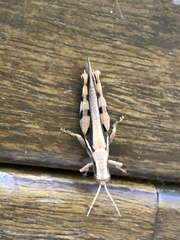 Stenocatantops angustifrons