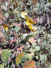 Rhynchosia spectabilis