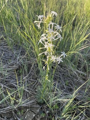 Ipomopsis aggregata candida