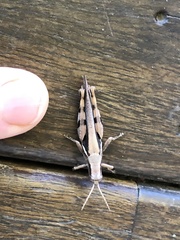 Stenocatantops angustifrons