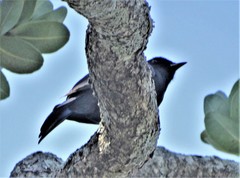 Melaniparus niger niger