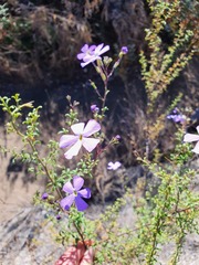 Jamesbrittenia macrantha