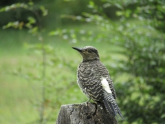 Colaptes pitius
