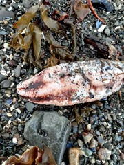 Cucumaria frondosa