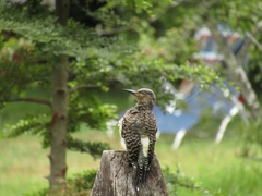 Colaptes pitius