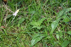 Erythronium revolutum