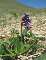 Primula amoena