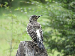 Colaptes pitius