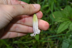 Erythronium revolutum
