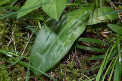 Erythronium revolutum