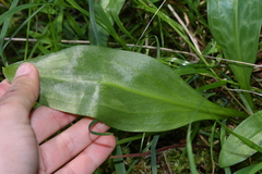 Erythronium revolutum