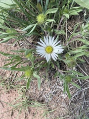 Townsendia grandiflora