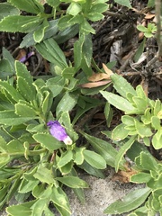Penstemon fruticosus fruticosus