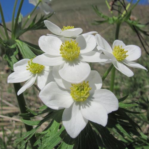 Anemonastrum fasciculatum