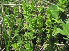 Cruciata glabra