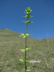 Cruciata glabra