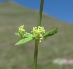 Cruciata glabra