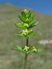 Cruciata glabra
