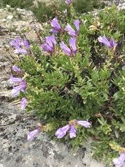 Penstemon fruticosus fruticosus
