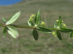 Cruciata glabra