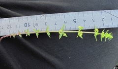Cruciata glabra