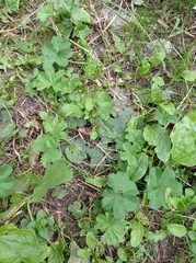 Alchemilla glabricaulis