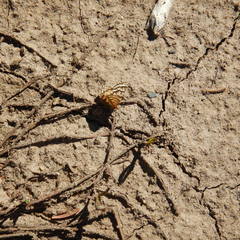 Epelis truncataria