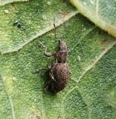 Pantomorus cervinus